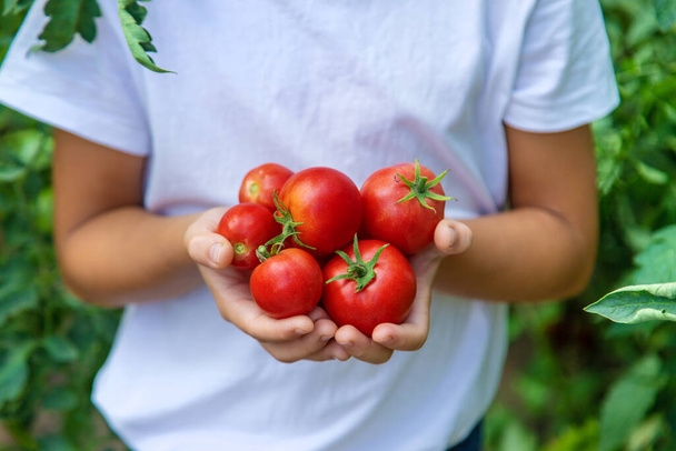 子供は庭でトマトを収穫しています。選択的フォーカス。キッド. - 写真・画像