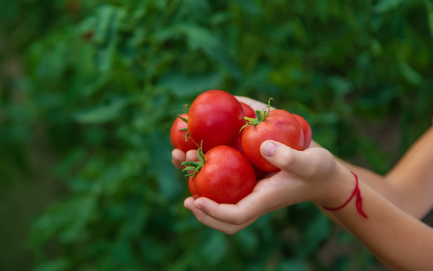 The child is harvesting tomatoes in the garden. Selective focus. Kid. - Photo, Image