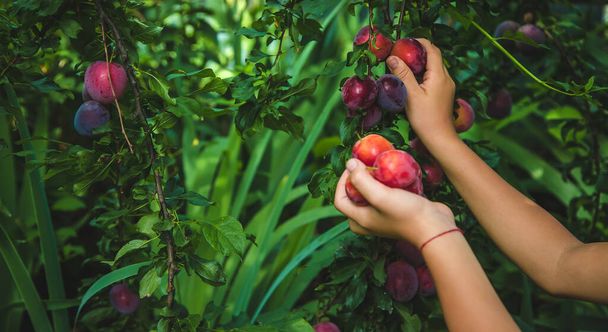 The child is harvesting plums in the garden. Selective focus. Kid. - Φωτογραφία, εικόνα