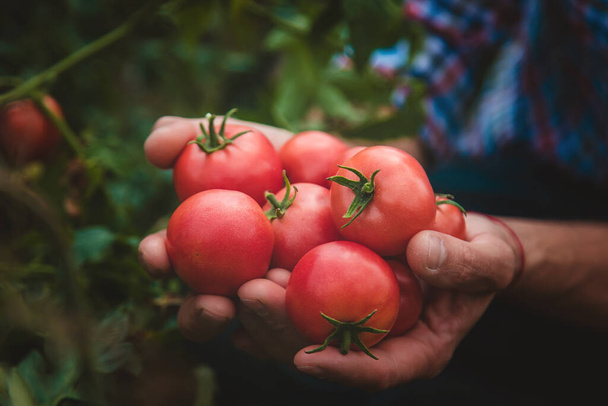Jeden farmář sklízí rajčata na zahradě. Selektivní soustředění. Nature. - Fotografie, Obrázek