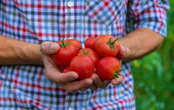 A male farmer harvests tomatoes in the garden. Selective focus. Nature. - Photo, image