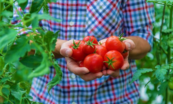 A male farmer harvests tomatoes in the garden. Selective focus. Nature. - Foto, Bild