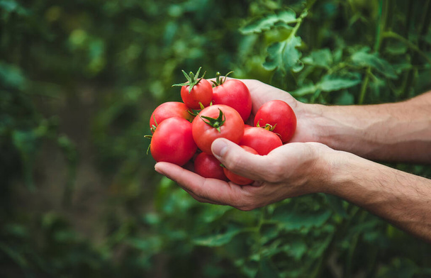 庭には男の農夫がトマトを収穫する。選択的フォーカス。自然. - 写真・画像