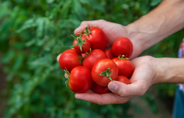 Een mannelijke boer oogst tomaten in de tuin. Selectieve focus. Natuur. - Foto, afbeelding