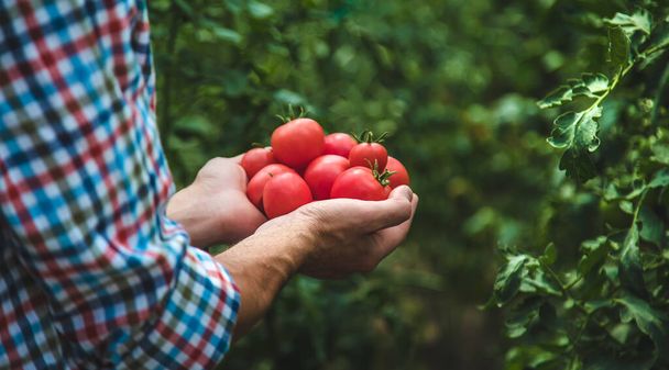 Ένας αρσενικός αγρότης μαζεύει ντομάτες στον κήπο. Επιλεκτική εστίαση. Φύση. - Φωτογραφία, εικόνα