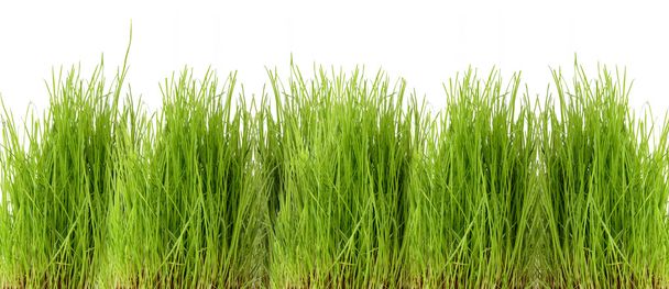 Freshly grown green grass - Foto, Imagen