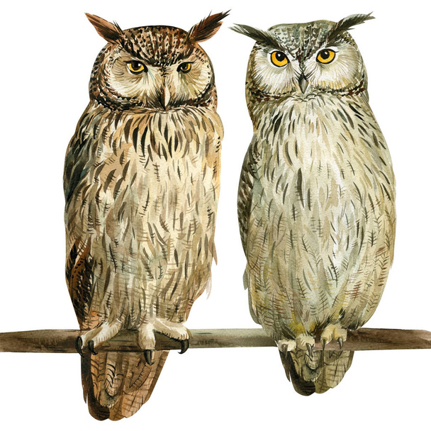Kaksi pöllö eristetty valkoinen tausta, akvarelli piirustus. metsälintuja. kotkapöllö - Valokuva, kuva