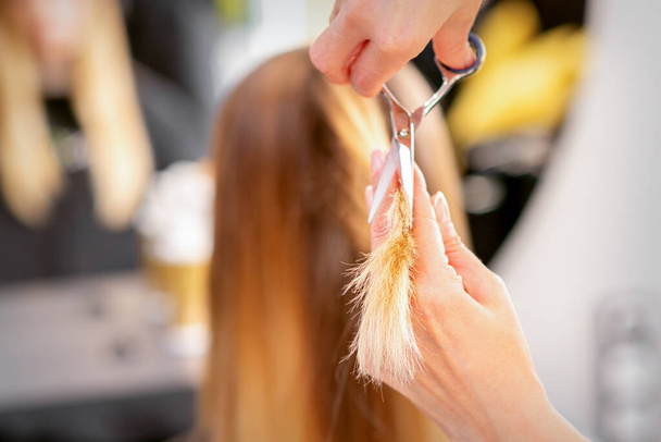 美容師ははさみで女性の髪の毛の端をカットします。美容室サービスのコンセプト。髪の先端をカット - 写真・画像