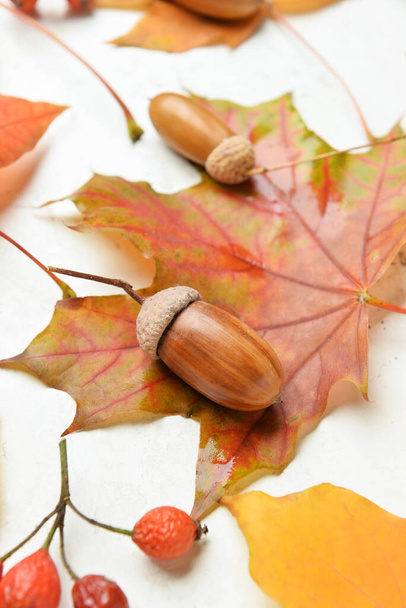 Podzimní listy, bobule a žaludy na světlém pozadí, detailní záběr - Fotografie, Obrázek