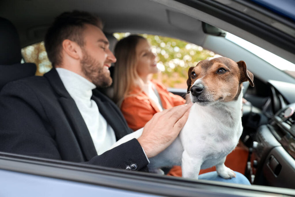 Cute Jack Russel terrier with lovely couple in car, closeup - Zdjęcie, obraz