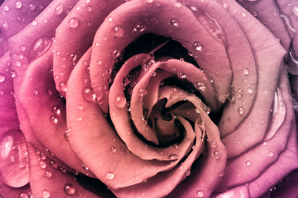 Multicolor rose - Photo, Image