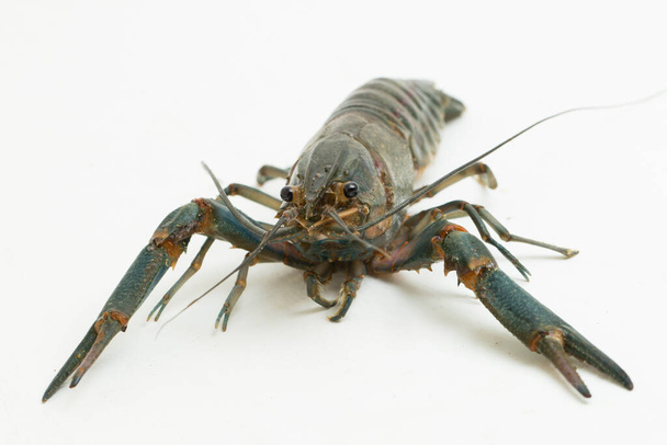 Freshwater crayfish Procambarus clarkii isolated on white background - Photo, Image