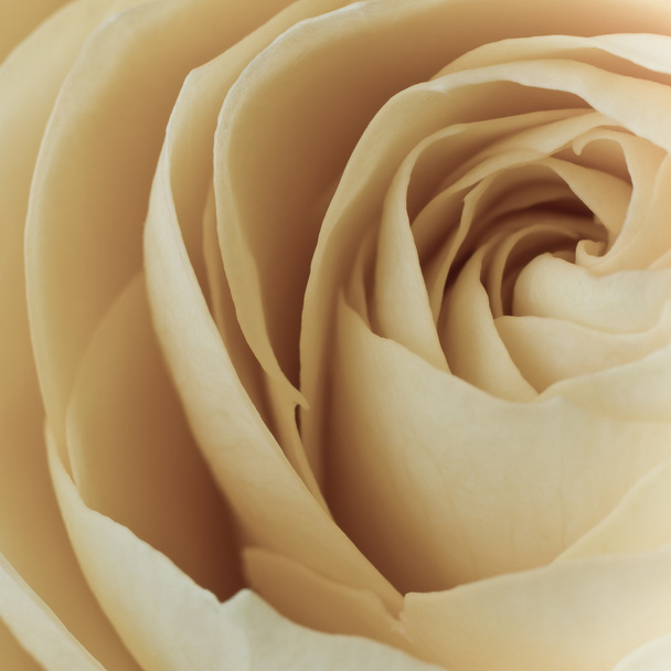 Fehér Rózsa makró - Fotó, kép