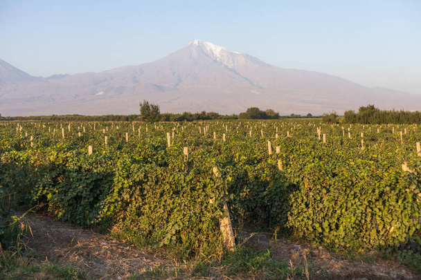 Vineyard on the background of Mount Ararat, Armenia - Foto, imagen