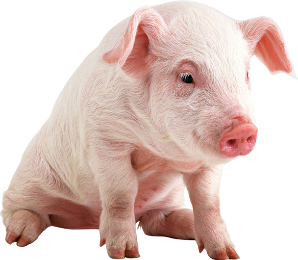 Schweinchen - Foto, Bild
