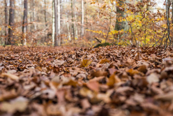 Enjoy colorful nature in the autumn wood - Foto, immagini