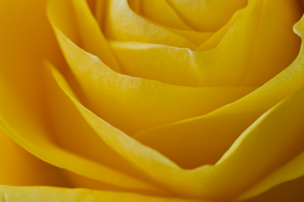 Macro rosa amarilla
 - Foto, Imagen