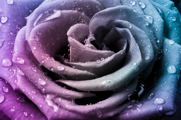 Multicolor rose - Foto, afbeelding