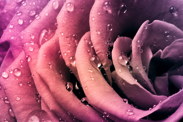 vícebarevná růže - Fotografie, Obrázek