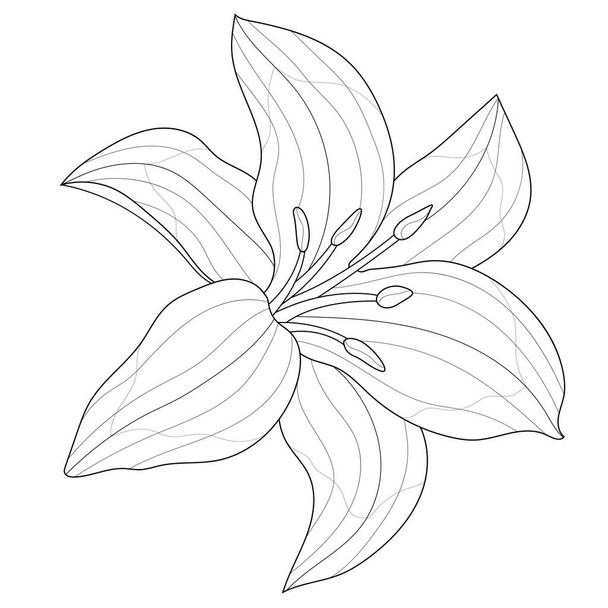 リリーの花。子供や大人のための着色本の抗ストレス。白と黒の線画 - ベクター画像