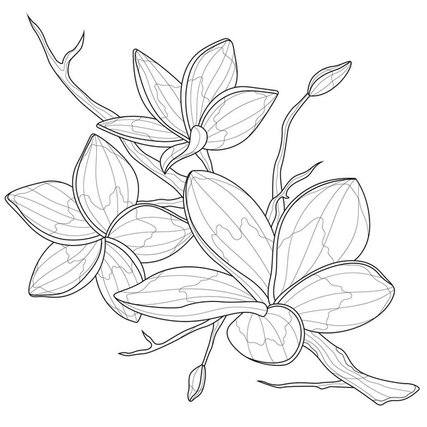 Plumeria flowers.Coloring book antistress for children and adults. Zen-tangle style.Black and white drawing.Hand draw - Vector, Image