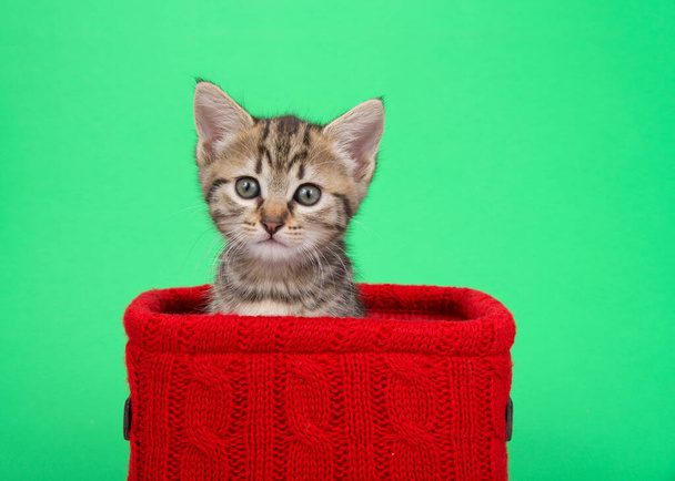 Muotokuva ihana bengal tabby mix kissanpentu kurkistaa ulos punainen neulottu kori vihreällä pohjalla. Kitty katselee suoraan katsojaa uteliaalla ilmeellä. - Valokuva, kuva