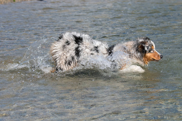 ブルーメルルオーストラリアの羊飼いの子犬の犬は、イタリアのピエモンテ州のセレスレ湖の海岸で実行されます - 写真・画像