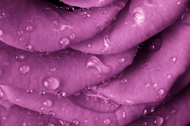 Pink rose - Foto, immagini
