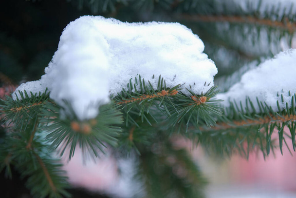 Zweig des Weihnachtsbaums (Fichte Picea pungens) mit Raureif bedeckt - Foto, Bild