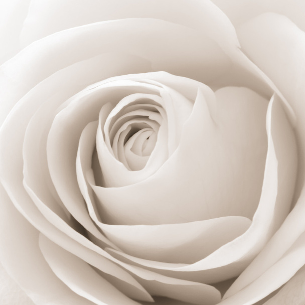 Macro rosa blanca
 - Foto, Imagen
