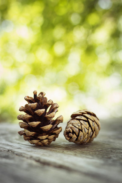 Pine Cones - Foto, Imagem