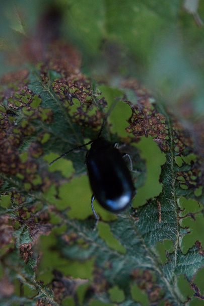 ハンノキの葉カブトムシ - agelastica alni - 写真・画像