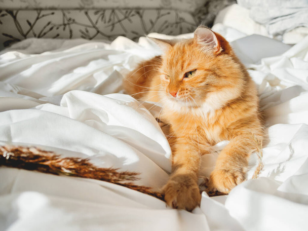 Cute ginger cat plays with dried grass on crumpled bed. Morning bedtime with playful pet. Fluffy domestic animal on white bed sheet. Cozy home. - Foto, immagini