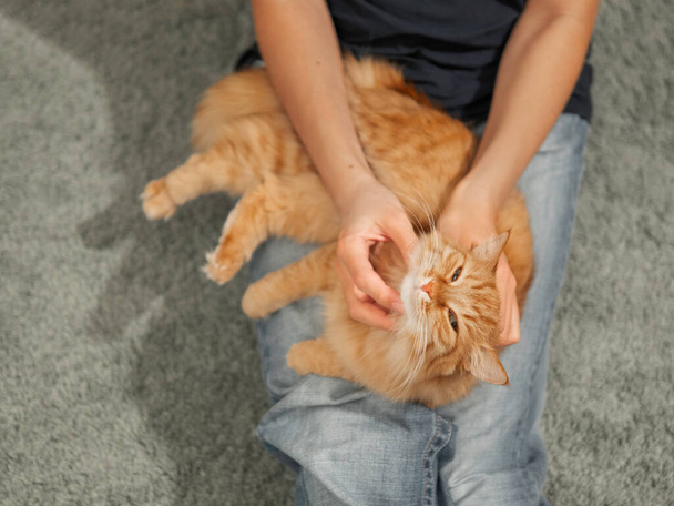Cute ginger cat is relaxing on woman's knees. Fluffy pet comfortably settled on pet owner's legs. - Foto, afbeelding