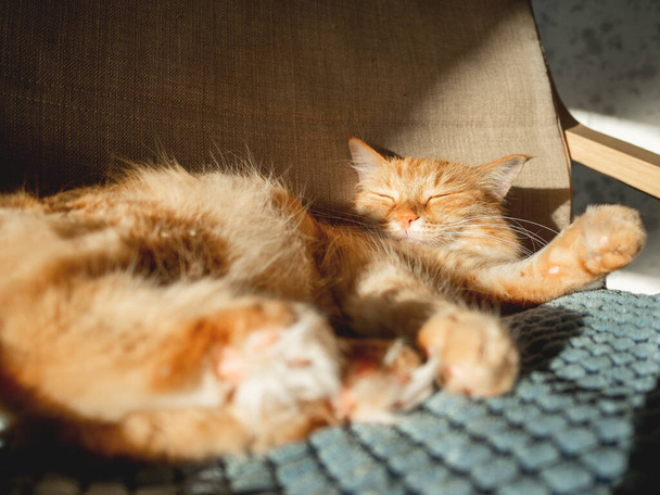 Cute ginger cat is sleeping on pillow. Fluffy pet is having a nap on chair. Cozy home lit with sun. - Photo, image