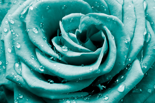 Rose petals - Photo, Image