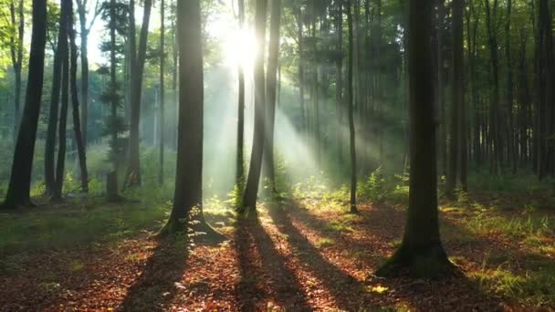 Hermosa mañana en bosque verde
 - Imágenes, Vídeo