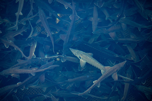 Hodowla ryb jesiotra z bliska. Koncepcja hodowli ryb, widok z góry - Zdjęcie, obraz