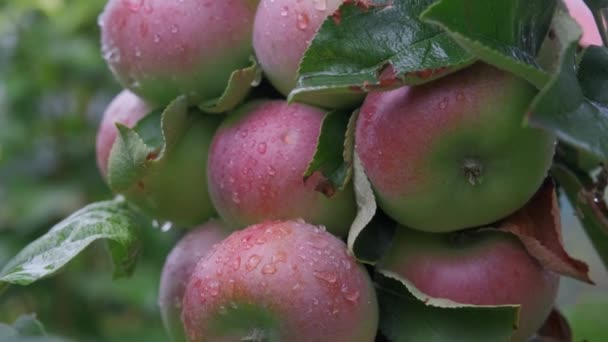 Yağmurdan sonra organik meyve bahçesinde taze kırmızı elmalar. Yağmur ve damlalar dalda asılı elmaların üzerine. - Video, Çekim