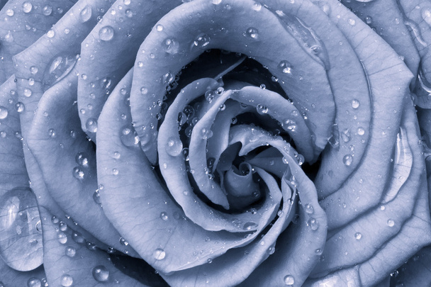 Rosa azul
 - Foto, Imagem
