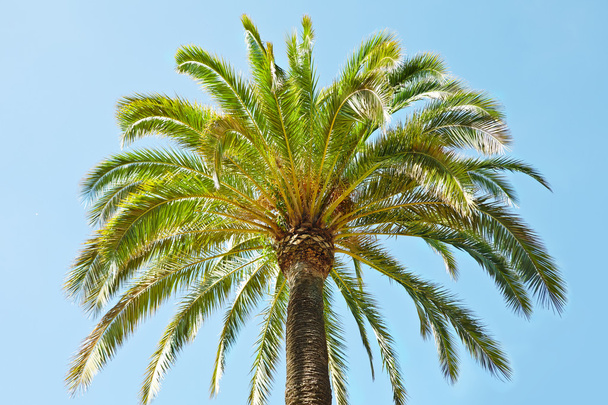 Green palm tree - Фото, изображение