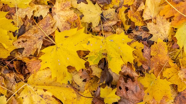 Gevallen bladeren op de grond in de herfst, prachtige achtergrond - Foto, afbeelding