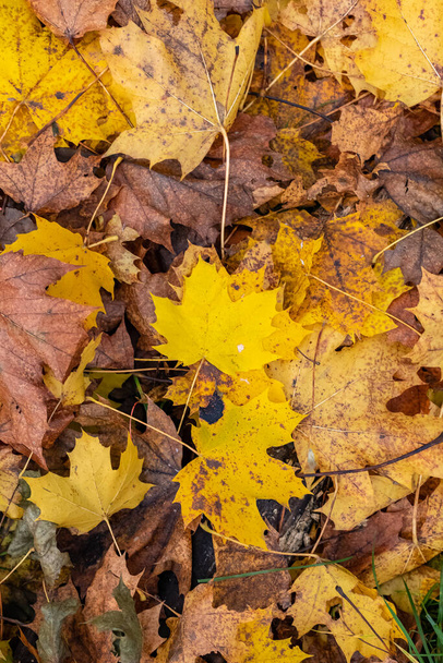Padlé listy na zemi na podzim, krásné pozadí - Fotografie, Obrázek