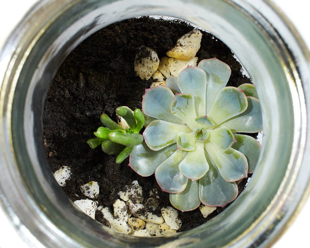 Πυκνή σύνθεση σε γυάλινη φιάλη (terrarium), βάζο που απομονώνεται σε λευκό χρώμα. κήπος μέσα στο βάζο mason - Φωτογραφία, εικόνα