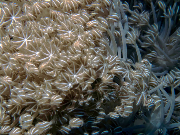 Pulsing Xenia (Xenia elongata) soft coral in the Red Sea, Egypt - Photo, Image