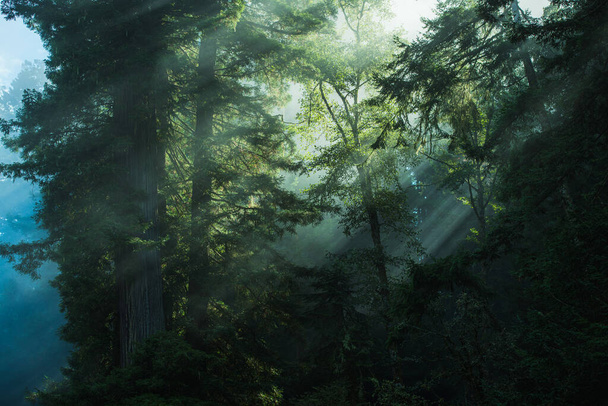 Nel nord della California Redwood National Forest Scenery. Nebbia costiera che rotola attraverso la foresta antica. - Foto, immagini
