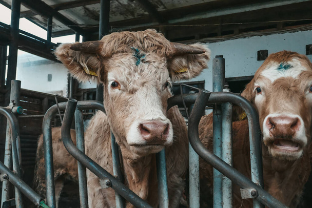 Красивые коровы на ферме в Австрии. - Фото, изображение