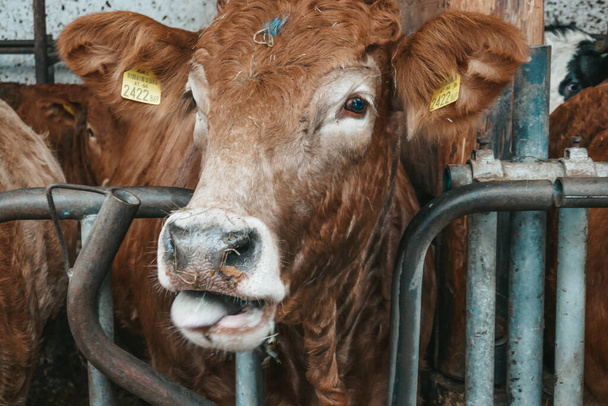 Hermosas vacas en una granja en Austria. - Foto, imagen