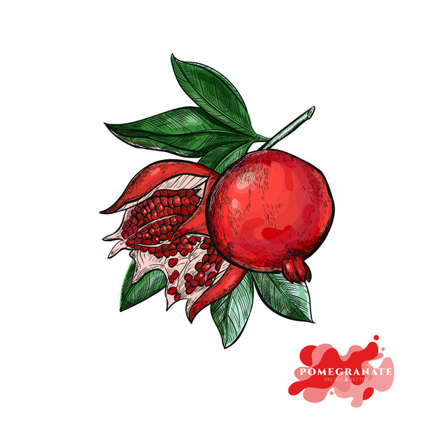 Složení červeného granátového jablka na větev v náčrtku. - Vektor, obrázek