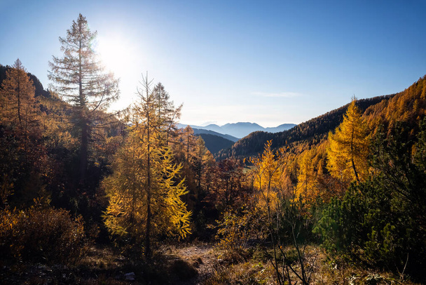 Golden larches in mountains - 写真・画像